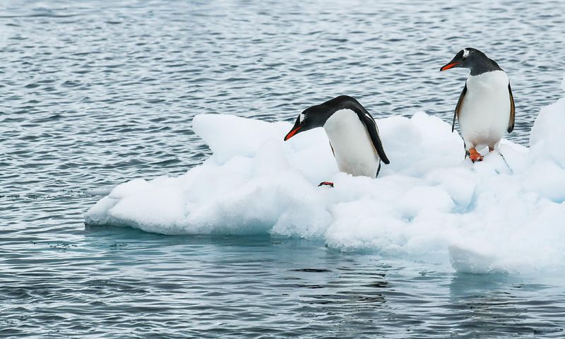 LIVE LOT: THE EMPEROR PENGUINS OF BELLINGSHAUSEN SEA CRUISE FOR 2