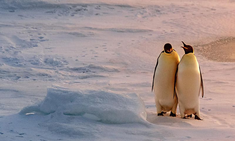 LIVE LOT: THE EMPEROR PENGUINS OF BELLINGSHAUSEN SEA CRUISE FOR 2