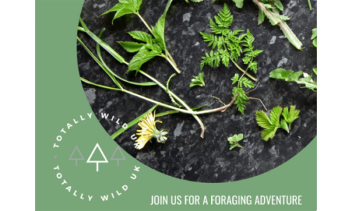 Forage and Cook Full Experience