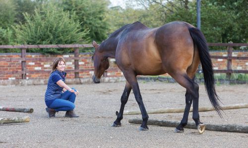 MASTERCLASS IN EQUINE-ASSISTED WELLNESS