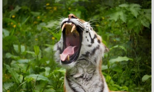 Tiger Lodge Safari Experience for four at Port Lympne Safari Park & Wild Animal Reserve