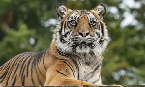 Overnight Stay at the Big Cat Sanctuary for 4 people