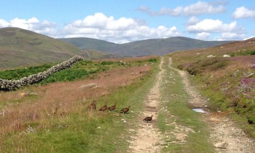 Walked-up grouse shooting