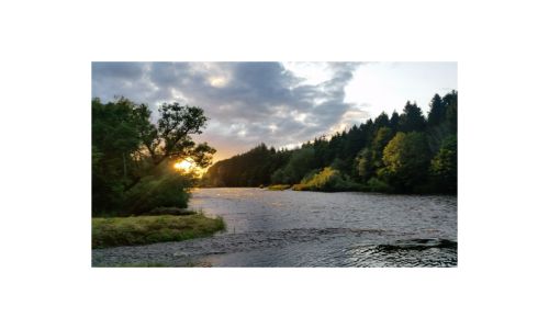 Guided evening at the sea trout on the Tweed