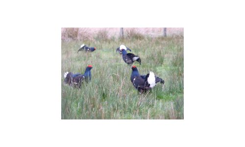 A unique experience: Black grouse lek viewing for two