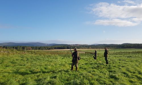 A day's ferreting and rabbit shooting for 3 guns at Auchnerran