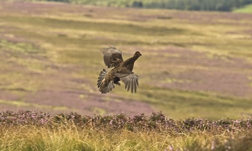 A day's walked up grouse shooting for five guns at Remony