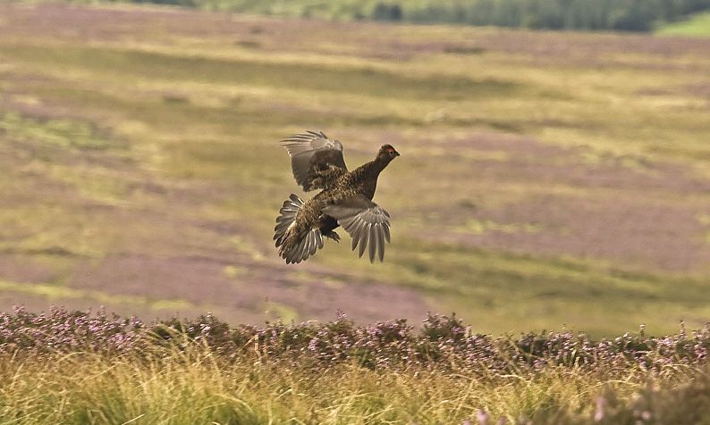A day's walked up grouse shooting for five guns at Remony