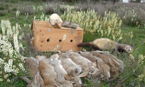 A day's ferreting for rabbits for 2 guns