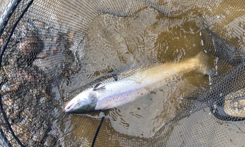A day’s fishing for 5 rods at Fishponds on The Tay