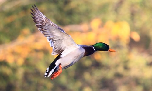 Duck flight at The Hirsel, Coldstream